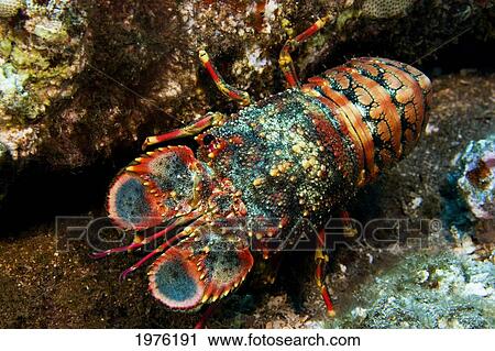Stock Image - USA, Regal Slipper Lobster (Arctides Regalis) Hiding In Reef; Hawaii. Fotosearch