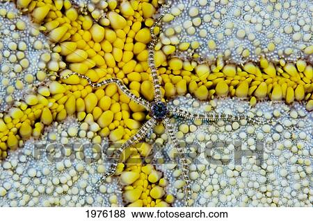Stock Photo - USA, Reticulated Brittle Star (Ophiocoma Brevipes) On Cushion Starfish (Culcita Novaeguineae); Hawaii. Fotosearch