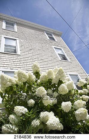 Stock Photograph - Usa, Rhode Island, Newport, Blooming Lilac Bush Outside House; Thames Street. Fotosearch