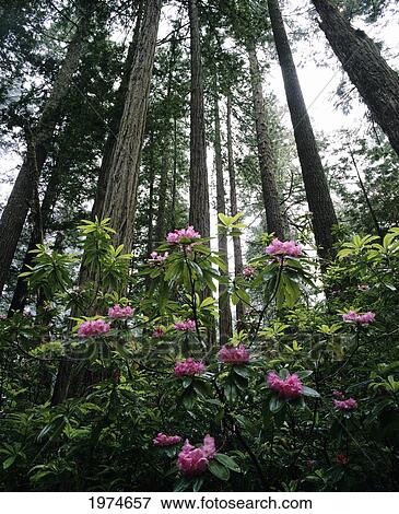 USA, Rhododendrons And Coast Redwoods In Fog; California View Large Photo Image Stock Photo - USA, Rhododendrons And Coast Redwoods In Fog; California. Fotosearch