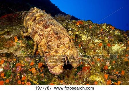 Stock Photo - USA, Ridgeback Slipper Lobster (Scyllarides Haanii); Hawaii. Fotosearch