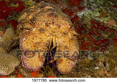 Stock Photography - USA, Ridgeback Slipper Lobster (Scyllarides Haanii); Hawaii. Fotosearch