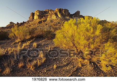 USA, Rocky Plateau And Desert Plant In Afternoon Sunlight; New Mexico View Large Photo Image Stock Photograph - USA, Rocky Plateau And Desert Plant In Afternoon Sunlight; New Mexico. Fotosearch