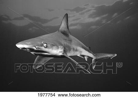 USA, Sandbar Shark (Carcharhinus Plumbeus) near ocean's surface; Hawaii View Large Photo Image Picture - USA, Sandbar Shark (Carcharhinus Plumbeus) near ocean's surface; Hawaii. Fotosearch
