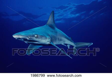 Stock Photo - USA, Sandbar Shark (Carcharhinus Plumbeus) in clear blue water near surface; Hawaii Islands. Fotosearch