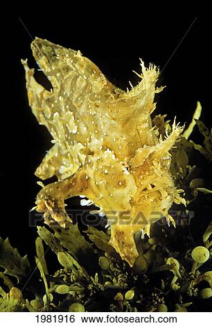 Stock Photograph - USA, Sargasumfish (Histiro histiro) on floating sargasum weed in Pacific ocean; Hawaii. Fotosearch