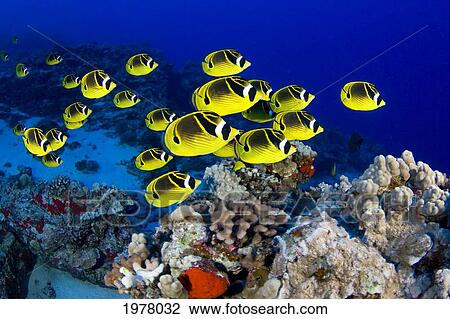 USA, School of Raccoon Butterflyfish (Chaetodon Lunula); Hawaii View Large Photo Image Stock Image - USA, School of Raccoon Butterflyfish (Chaetodon Lunula); Hawaii. Fotosearch