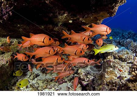 Stock Image - USA, School of shoulderbar soldierfish (Myripristis kuntee) in Pacific ocean; Hawaii. Fotosearch