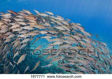 Stock Image - USA, School of Yellowfin Goatfish (Mulloidichthys Vanicolensis); Hawaii. Fotosearch