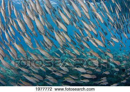 Stock Image - USA, School of Yellowfin Goatfish (Mulloidichthys Vanicolensis); Hawaii. Fotosearch