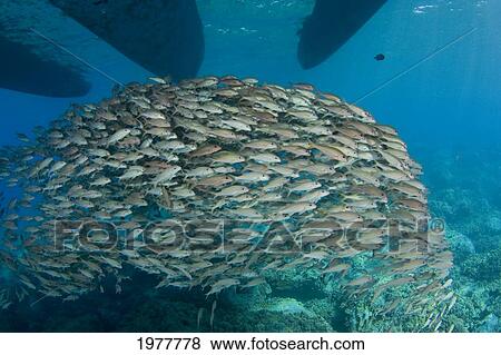 Stock Photo - USA, School of Yellowfin Goatfish (Mulloidichthys Vanicolensis); Hawaii. Fotosearch