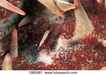Stock Image - USA, Sea Star Shimp (Periclimenes Soror) on Crown-of-Thorns Starfish (Acanthaster Planci); Hawaii. Fotosearch