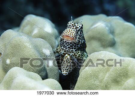 USA, Shortbodied Blenny (Exallias Brevis); Hawaii View Large Photo Image Stock Image - USA, Shortbodied Blenny (Exallias Brevis); Hawaii. Fotosearch