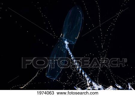 USA, Siphonophore Prya Dubia Feeds By Casting Hundreds Of Gossamer Tentalces Out To Snare Plankton; Hawaii Islands View Large Photo Image Stock Image - USA, Siphonophore Prya Dubia Feeds By Casting Hundreds Of Gossamer Tentalces Out To Snare Plankton; Hawaii Islands. Fotosearch