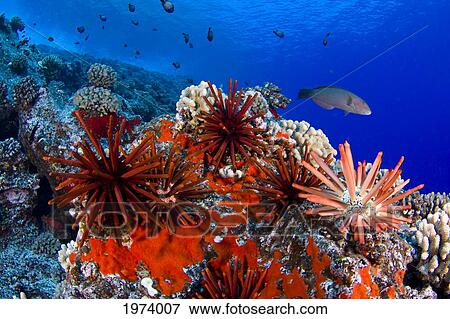 USA, Slate Pencil Urchin (Heterocentrotus Mammillatus); Hawaii Islands View Large Photo Image Stock Photo - USA, Slate Pencil Urchin (Heterocentrotus Mammillatus); Hawaii Islands. Fotosearch