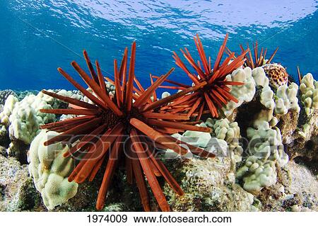 Stock Photo - USA, Slate Pencil Urchin (Heterocentrotus Mammillatus); Hawaii Islands. Fotosearch