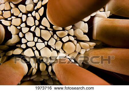 Stock Photograph - USA, Slate Pencil Urchin (Heterocentrotus Mammillatus); Hawaii Islands. Fotosearch