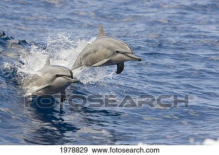 USA, Spinner Dolphins (Stenella Longirostris) jumping; Hawaii View Large Photo Image Stock Photo - USA, Spinner Dolphins (Stenella Longirostris) jumping; Hawaii. Fotosearch