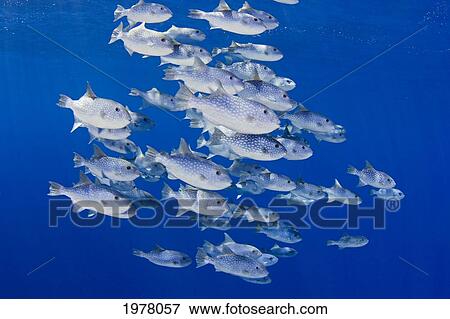 USA, Spotted Oceanic Triggerfish (Canthidermis Maculatus); Hawaii View Large Photo Image Stock Photo - USA, Spotted Oceanic Triggerfish (Canthidermis Maculatus); Hawaii. Fotosearch