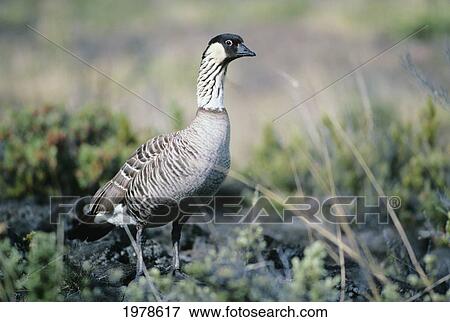 Stock Photo - USA, State Bird of Hawaii; Hawaii, Nene Goose. Fotosearch