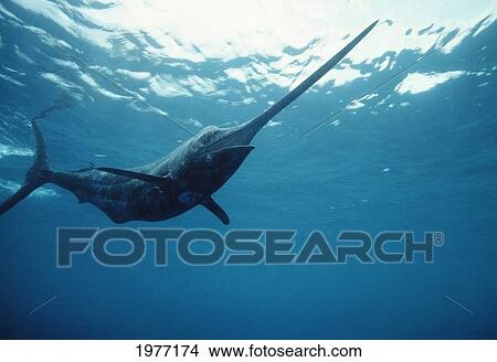 Picture - USA, Sun Shining Through Ocean Surface; California, Underwater Shot of Pacific Marlin. Fotosearch