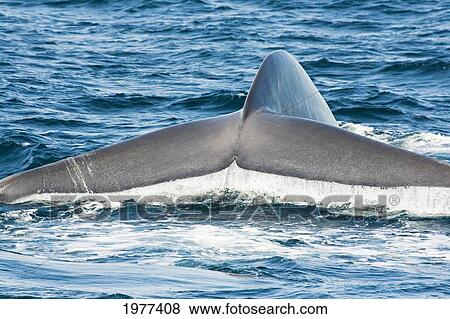 USA, Tail fluke of Blue Whale (Balaenoptera Musculus); California View Large Photo Image Stock Photo - USA, Tail fluke of Blue Whale (Balaenoptera Musculus); California. Fotosearch