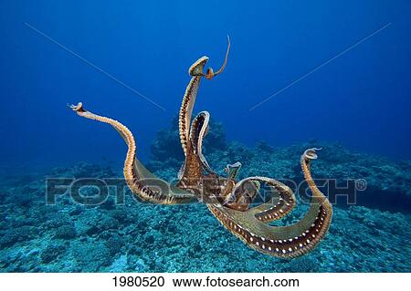 Stock Image - USA, tentacles outstretched over reef; Hawaii, Day Octopus (Octopus Cyanea). Fotosearch