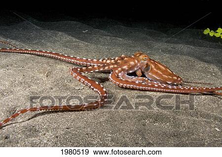 Stock Photo - USA, tentacles outstretched over sandy seafloor; Hawaii, Ornate or Night Octopus (Octopus Ornatus). Fotosearch