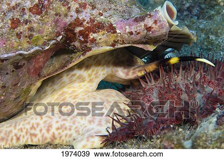 USA, Triton Trumpet (Charonia Tritonis) Attacking Crown-Of-Thorns Starfish (Acanthaster Planci); Hawaii Islands View Large Photo Image Stock Photo - USA, Triton Trumpet (Charonia Tritonis) Attacking Crown-Of-Thorns Starfish (Acanthaster Planci); Hawaii Islands. Fotosearch