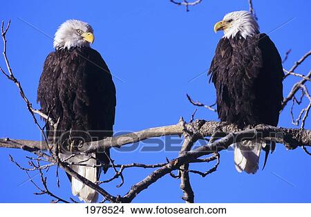 USA, Two Bald Eagles (Haliaeetus Leucocephalus) perching on branch at Bald Eagle Preserve; Alaska View Large Photo Image Picture - USA, Two Bald Eagles (Haliaeetus Leucocephalus) perching on branch at Bald Eagle Preserve; Alaska. Fotosearch
