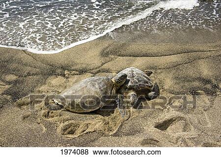 Stock Photo - USA, Two Green Sea Turtles (Chelonia Mydas) Endangered Species; Hawaii Islands. Fotosearch
