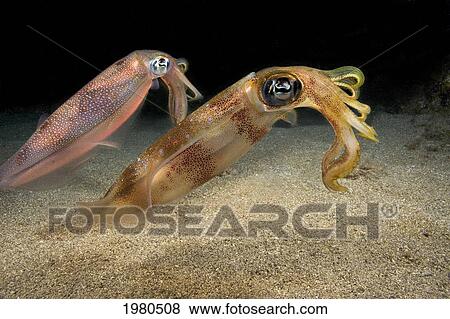 USA, Two Oval Squid (Sepioteuthis Lessoniana) at sandy bottom at night; Hawaii View Large Photo Image Stock Photo - USA, Two Oval Squid (Sepioteuthis Lessoniana) at sandy bottom at night; Hawaii. Fotosearch