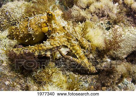 Stock Image - USA, Two Spot Octopus (Octopus Bimaculatus); California. Fotosearch