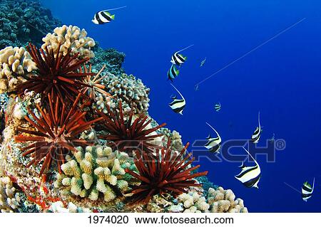 Stock Image - USA, Typical Hawaiian Reef Scene; Hawaii Islands, Pennant Bannerfish (Heniochus Chrysostomus) Gliding Through Water Together. Fotosearch