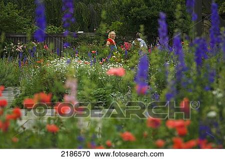 USA, U. S. National Arboretum; Washington DC, Visitors in cottage-style garden in National Herb Garden and cottage garden View Large Photo Image Stock Image - USA, U. S. National Arboretum; Washington DC, Visitors in cottage-style garden in National Herb Garden and cottage garden. Fotosearch