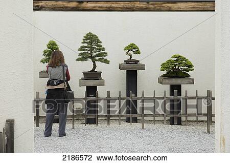 Stock Image - USA, U. S. National Arboretum; Washington DC, Tourist at National Bonsai and Penjing Museum. Fotosearch