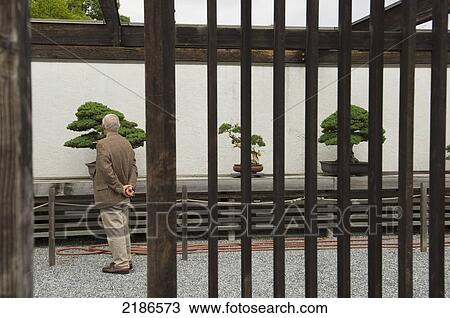 Stock Image - USA, U. S. National Arboretum; Washington DC, Tourist at National Bonsai and Penjing Museum. Fotosearch