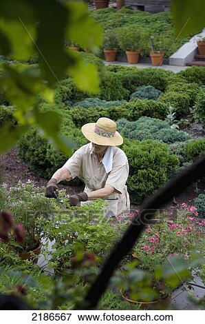 Stock Photo - USA, U. S. National Arboretum; Washington DC, Female gardener at National Herb Garden and cottage garden. Fotosearch