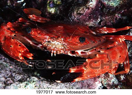 USA, Usaensis); Hawaii, (Charybdis Hawaii, Swimming Crab View Large Photo Image Stock Photo - USA, Usaensis); Hawaii, (Charybdis Hawaii, Swimming Crab. Fotosearch