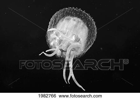 USA, view from below; Hawaii, Jellyfish floating in Pacific Ocean View Large Photo Image Stock Photograph - USA, view from below; Hawaii, Jellyfish floating in Pacific Ocean. Fotosearch
