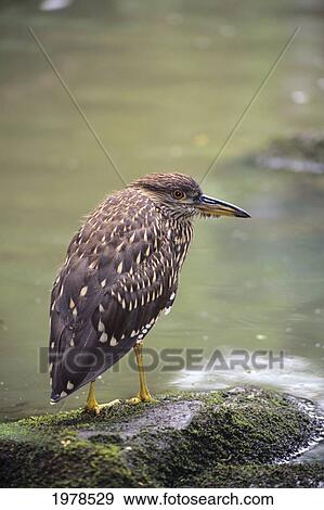Stock Photo - USA, View of Juvenile Black Crowned Night Heron (Nycticorax Nycticorax Hoactli) on rock in river bed; Hawaii. Fotosearch