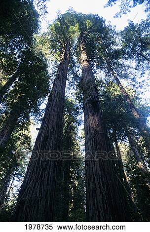 Stock Photography - USA, View of trees from below at Sequoia National Park; California. Fotosearch