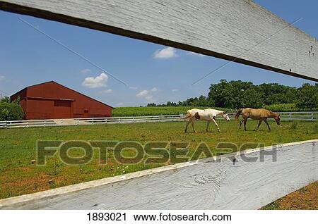 Stock Image - USA, Virginia, Piedmont Region; Barboursville, Horses and Red Barn at Barboursville Vineyards. Fotosearch