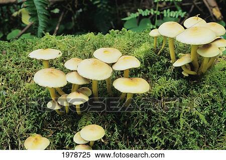 USA, Washington, Cluster of wild mushrooms growing on mossy ground; Hoh Rainforest View Large Photo Image Stock Photography - USA, Washington, Cluster of wild mushrooms growing on mossy ground; Hoh Rainforest. Fotosearch