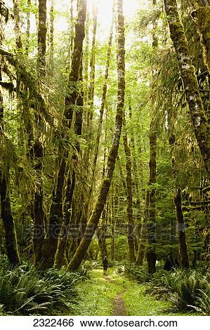 Stock Photograph - USA, Washington State, Olympic Peninsula, Bogachiel River Valley, Woman walking through lowland forest. Fotosearch