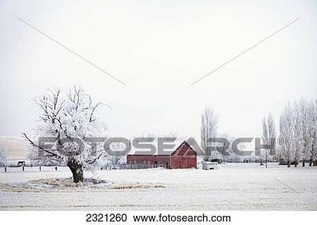 USA, Washington State, Walla Walla, Red barn at winter View Large Photo Image Stock Image - USA, Washington State, Walla Walla, Red barn at winter. Fotosearch