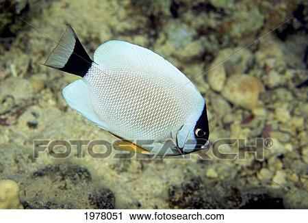 Stock Image - USA, White and Black Masked Angelfish (Genicanthus Personatus); Hawaii. Fotosearch