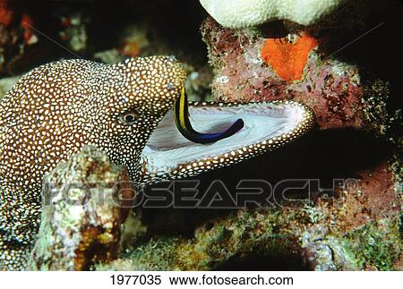 Stock Photography - USA, White-Mouth Moray Eel With Cleaner Wrasse In Mouth; Hawaii. Fotosearch