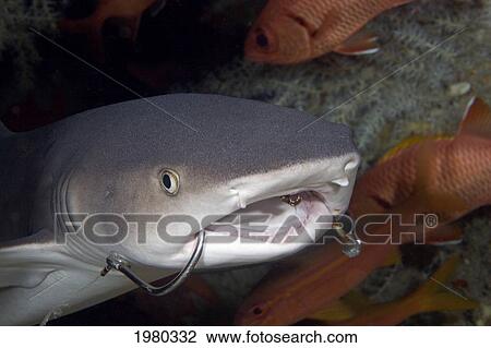 Stock Image - USA, Whitetip Reef Shark (Triaenodon Obesus) with fishing hooks in it's mouth; Hawaii. Fotosearch