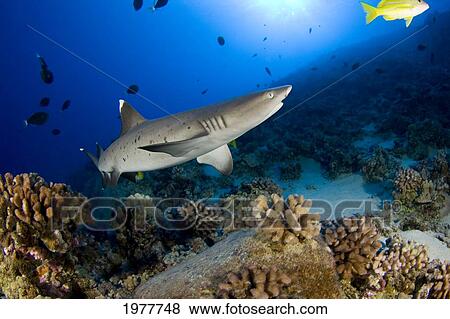 USA, Whitetip Reef Shark (Triaenodon Obesus); Hawaii View Large Photo Image Stock Photo - USA, Whitetip Reef Shark (Triaenodon Obesus); Hawaii. Fotosearch